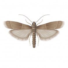 Tropical Warehouse Moth